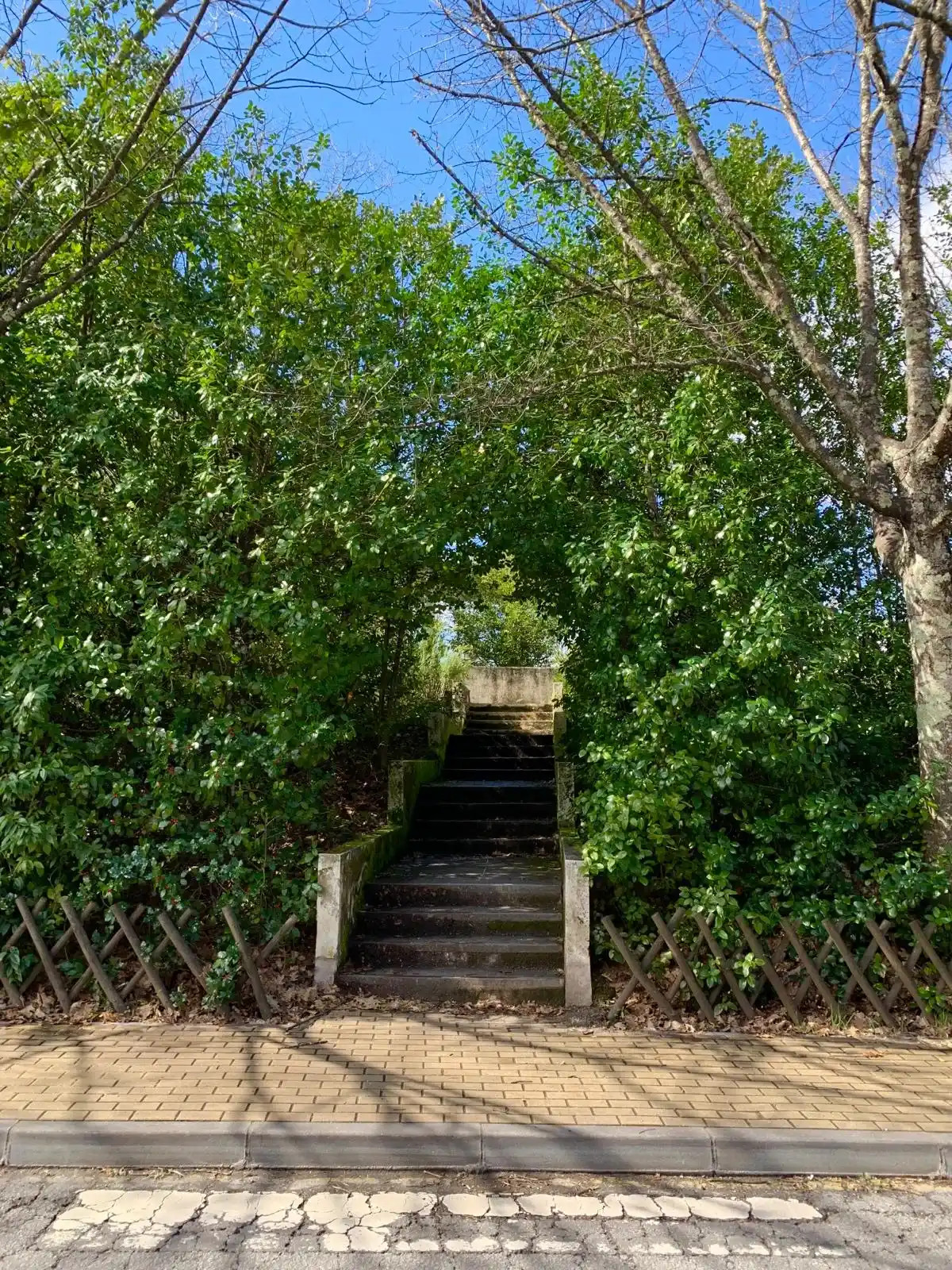 Imagem 4: Escadas Biblioteca, vemos o contraste de inverno com o inicio da primavera, num plano mais próximo conseguimos ver uma arvore ainda sem folhas, e num plano mais afastado , algumas árvores, revestidas com lindos mantos verdes./Juliana Gomes/2024